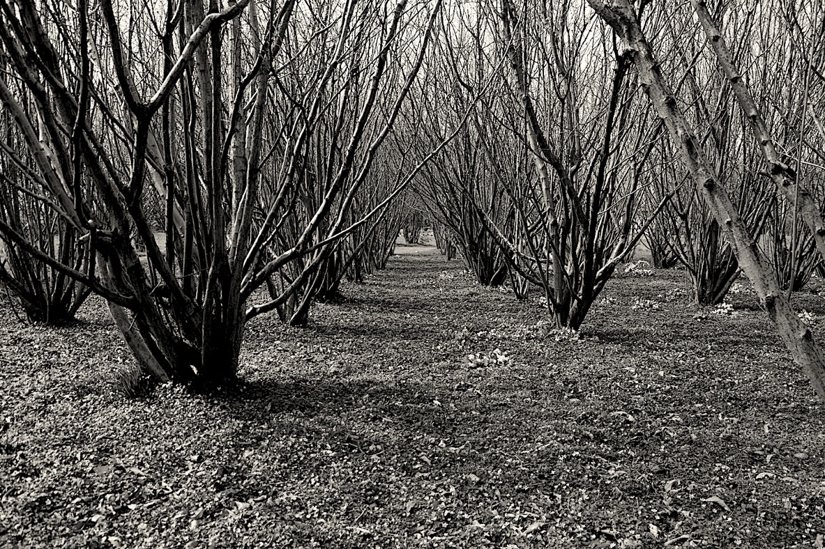 Anatomy of a Copse 2012-16 by Jane Boyd Normany France  In the spring, the light continuously re-draws the space directed by the winter pruning to reveal the organic defoliated structure.  