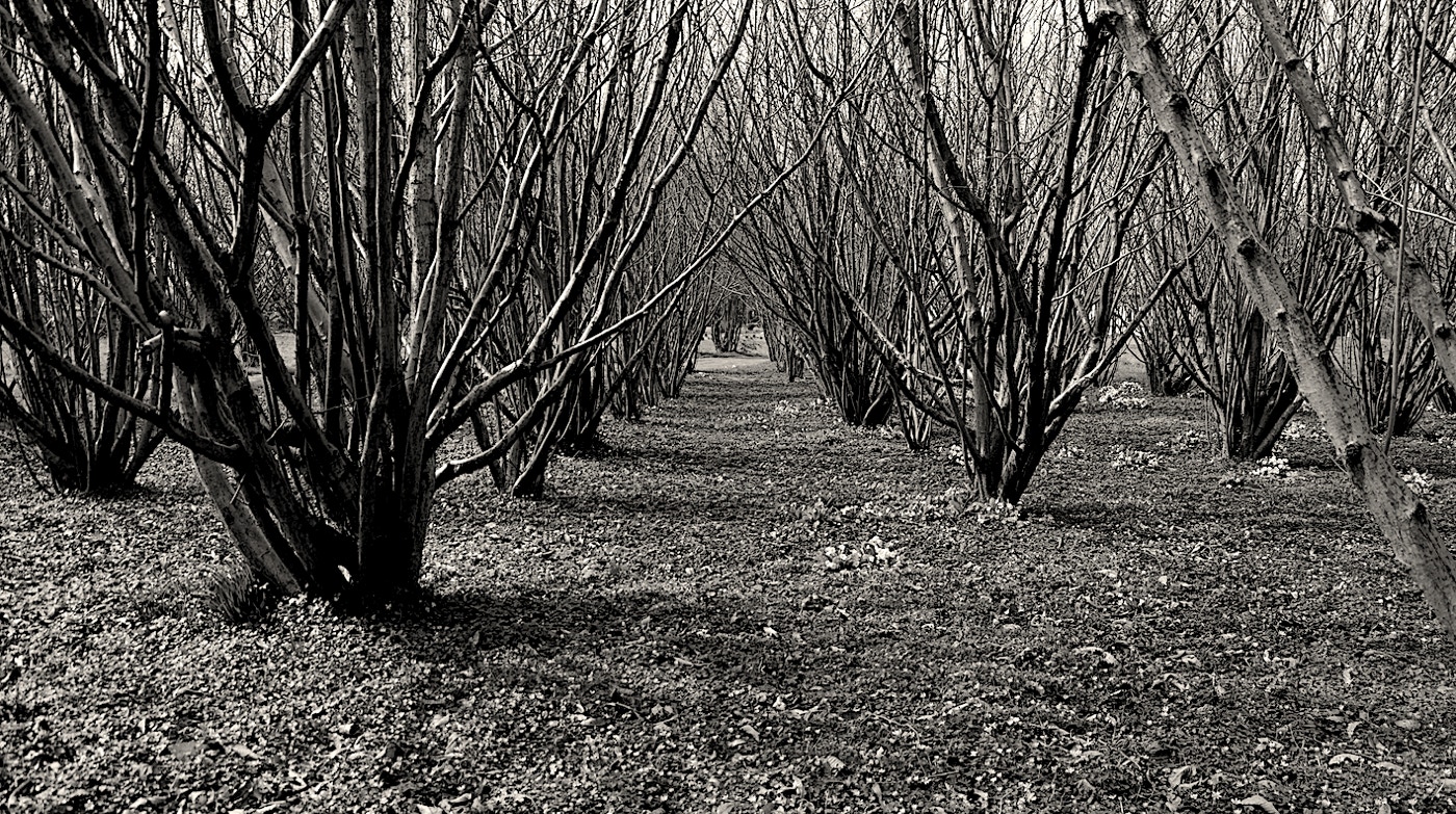 Anatomy of a Copse 2012-16 by Jane Boyd Normany France  In the spring, the light continuously re-draws the space directed by the winter pruning to reveal the organic defoliated structure.  