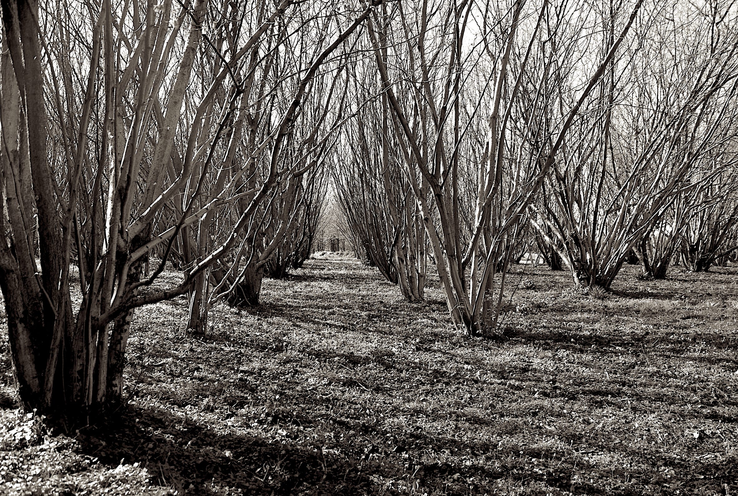 Anatomy of a Copse 2012-16 by Jane Boyd Normany France  In the spring, the light continuously re-draws the space directed by the winter pruning to reveal the organic defoliated structure.  