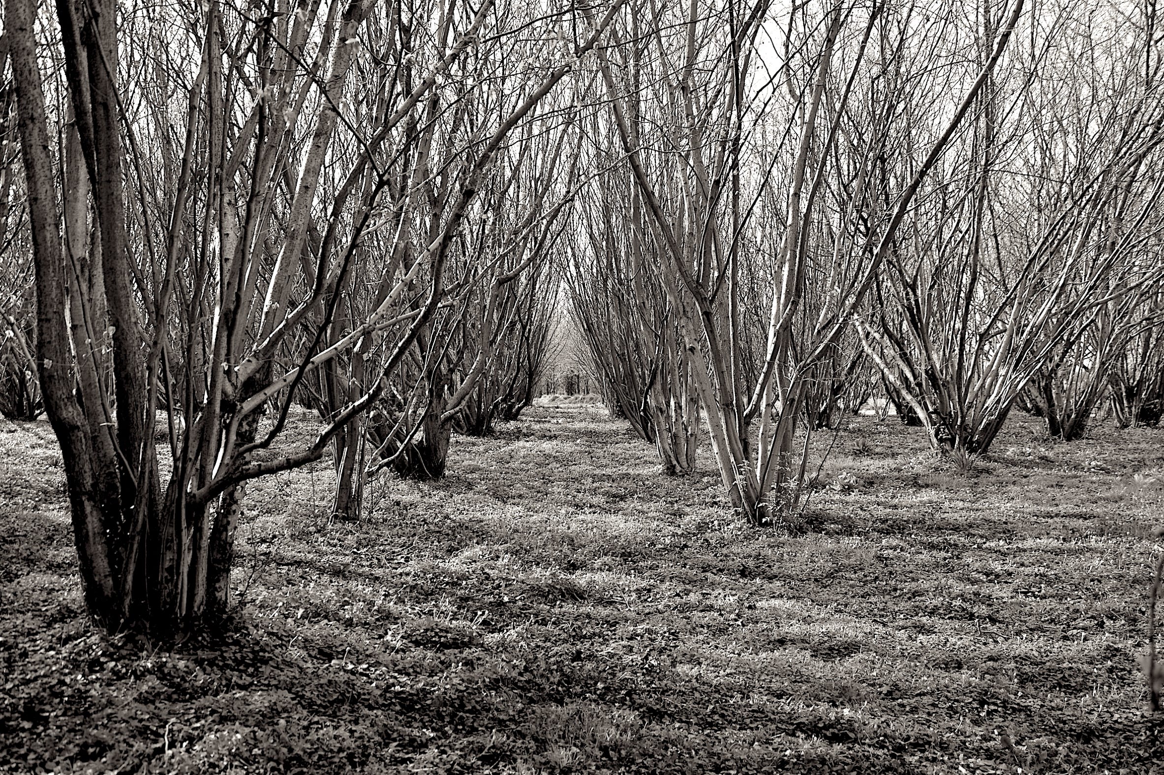 Jane Boyd,site-specific,artist,Anatomy of a Copse